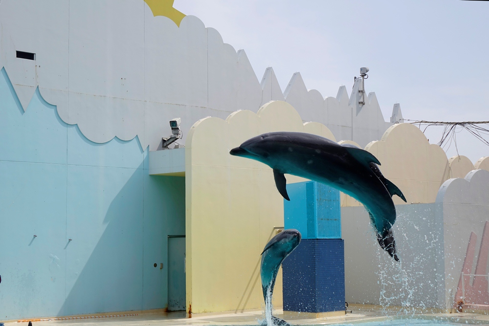 海豚／海洋生物／須磨海濱水族園／神戶／日本
